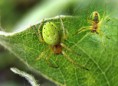 /album/araneidae/araniella-cucurbitina-kriziak-zeleny-jpg/